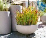 Japanisches Blutgras im aktuellen Hellweg Prospekt