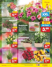Aktueller Netto Marken-Discount Prospekt mit Pflanzen, "Aktuelle Angebote", Seite 7