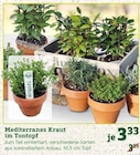 Mediterranes Kraut im Tontopf für 3,33 € bei Pflanzen Kölle im Angebot Mediterranes Kraut im Tontopf im aktuellen Pflanzen Kölle Prospekt