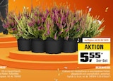 OBI Groß Hauskreuz - Besenheide Angebot im Prospekt Besenheide bei OBI im Groß Hauskreuz Prospekt für 5,55 €