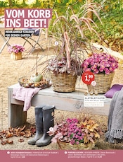 Aktueller ROSENGUT Langerwisch Prospekt mit Stauden, "ENDLICH HERBST!", Seite 5