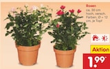 Rosen bei Netto Marken-Discount im Hohnhorst Prospekt für 1,99 €