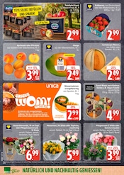 Pflanzen im EDEKA Prospekt in Neumünster Aktueller EDEKA Prospekt mit Pflanzen, "Top Angebote", Seite 8