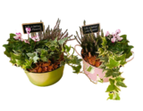 Aktuelle Blumentopf Angebote bei EDEKA in Karlsruhe Aktuelles Zinkgefäß Angebot bei EDEKA in Karlsruhe ab 7,99 €