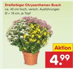 Aktuelles Dreifarbiger Chrysanthemen-Busch Angebot bei Netto Marken-Discount in Duisburg ab 4,99 €