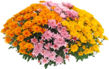 Chrysanthème Pompon multicolore à Jardiland dans Villeparisis Chrysanthème Pompon multicolore à Jardiland dans Villeparisis
