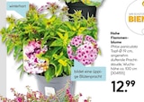 Hohe Flammenblume für 12,99 € bei Hellweg im Angebot Hohe Flammenblume im aktuellen Hellweg Prospekt