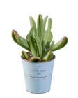 Succulentes en pot zinc dans le catalogue Lidl