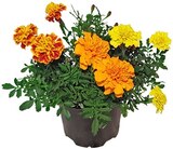 Aktuelle Pflanzen Angebote bei REWE in Jena Aktuelles Studentenblume Angebot bei REWE in Jena ab 1,29 €