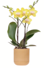 Midi-Schmetterlingsorchidee im Angebot bei toom Baumarkt in Osnabrück Midi-Schmetterlingsorchidee Angebote bei toom Baumarkt Osnabrück für 12,99 €