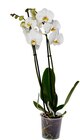 Orchidée - Carrefour à Niort Orchidée en promo chez Carrefour Niort à 6,99 €