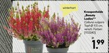 Knospenheide 'Beauty Ladies' bei BayWa Bau- und Gartenmärkte im Prospekt "" für 1,99 €