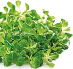 Deutscher Feldsalat im Angebot bei Penny-Markt in Rheine Deutscher Feldsalat Angebote von Marktliebe bei Penny-Markt Rheine für 1,00 €