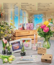 Aktueller famila Nordost Prospekt mit Zimmerpflanzen, "besser als gut!", Seite 24