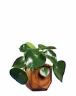 Aktuelles Grünpflanze in Holzoptik-Keramik Angebot bei Lidl in Essen ab 5,99 €