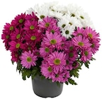 Penny - Chrysantheme Angebot im Prospekt Chrysantheme bei Penny im Prospekt "" für 1,59 €