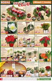 Orchidee Angebot & Preis im aktuellen Norma Prospekt Orchidee Angebot im aktuellen Norma Prospekt auf Seite 14