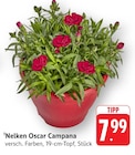 Nelken Oscar Campana bei EDEKA im Tauberrettersheim Prospekt für 7,99 €