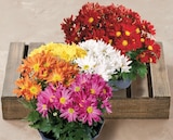 Chrysantheme Classic - U Express à Sevran Chrysantheme Classic en promo chez U Express Sevran à 7,99 €