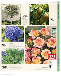 Offre Rosier dans le catalogue Carrefour du moment à la page 63