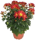 Chrysanthème americain unicolore - Lidl à Levallois-Perret Chrysanthème americain unicolore en promo chez Lidl Levallois-Perret à 6,99 €