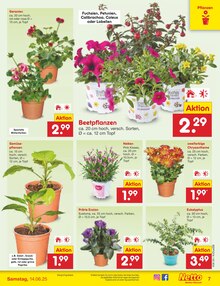 Blumen im aktuellen Netto Marken-Discount Prospekt (Düsseldorf) Blumen im Netto Marken-Discount Prospekt "Aktuelle Angebote" mit 63 Seiten (Düsseldorf)