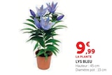 Lys Bleu en promo chez Super U Nantes à 9,99 €