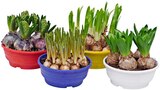 Blumenzwiebelmix in Schale Hyazinthe im REWE Prospekt Blumenzwiebelmix in Schale Hyazinthe im aktuellen REWE Prospekt für 3,99 €