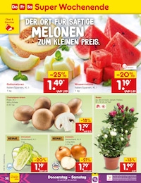 Netto Marken-Discount Pflanzen im Prospekt Netto Marken-Discount Pflanzen im Prospekt