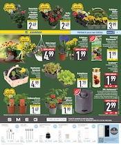 Aktueller EDEKA Prospekt mit Blumen, "Wir lieben Lebensmittel.", Seite 9