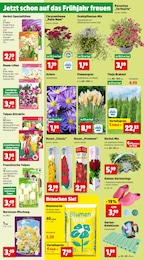 Blumenzwiebeln Angebot im aktuellen Thomas Philipps Prospekt auf Seite 2