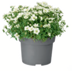 toom Baumarkt Rodgau - Stauden Angebot im Prospekt Stauden bei toom Baumarkt im Rodgau Prospekt für 2,59 €