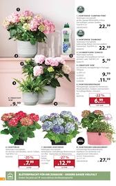 Hortensie im Dehner Garten-Center Prospekt in Hof Aktueller Dehner Garten-Center Prospekt mit Hortensie, "Aktuelle Angebote", Seite 4