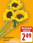 Sonnenblumen im Angebot bei E center in Falkensee Sonnenblumen Angebote bei E center Falkensee für 2,49 €