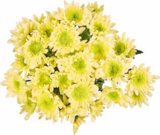 Chrysanthemen  im aktuellen Netto Marken-Discount Prospekt für 2,49 €