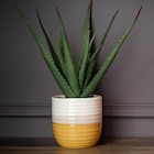 B&M - Aloe pot bicolore : offre du catalogue Promo Aloe pot bicolore à 9,99 € dans le catalogue B&M ""