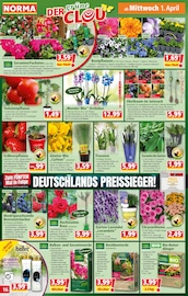 Aktueller Norma Prospekt mit Gartenerde, "Mehr fürs Geld", Seite 17