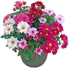 Chrysantheme im REWE Prospekt Chrysantheme von REWE Beste Wahl im aktuellen REWE Prospekt für 2,99 €