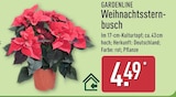 Weihnachtssternbusch von Gardenline für 4,49 € bei ALDI Nord im Angebot Weihnachtssternbusch von Gardenline im aktuellen ALDI Nord Prospekt