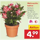 Weihnachtskaktus für 4,99 € bei Netto Marken-Discount im Angebot Weihnachtskaktus im aktuellen Netto Marken-Discount Prospekt