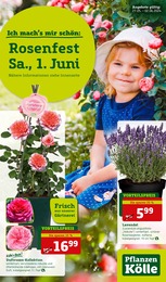 Aktueller Pflanzen Kölle Prospekt, "Rosenfest!", mit Angeboten der Woche, gültig von 27.05.2024 bis 27.05.2024