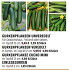 Gurkenpflanzen im Angebot bei OBI in Erfurt Gurkenpflanzen Angebote bei OBI Erfurt für 1,49 €