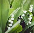 Muguet de jardin - Teragile en promo chez Point Vert Toulouse à 5,99 €