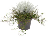Aktuelles Mühlenbeckia und Stacheldrahtpflanze Angebot bei Penny in Berlin ab 1,99 €