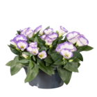 Eustoma en coupe 'Lisianthus' en promo chez Lidl Perpignan à 4,49 €