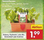 Salatpflanzen für 1,99 € bei Netto Marken-Discount im Angebot Salatpflanzen im aktuellen Netto Marken-Discount Prospekt