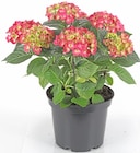 Aktuelles Bauernhortensie Angebot bei Thomas Philipps in Dortmund ab 9,99 €