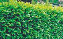 Kirschlorbeer Prunus Rotundifolia bei Thomas Philipps in Osnabrück Kirschlorbeer Prunus Rotundifolia im Angebot bei Thomas Philipps Osnabrück für 11,00 €