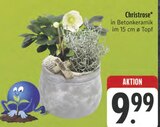 Christrose Angebote bei E center Schweinfurt für 9,99 €