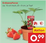 Erdbeerpflanze von  im aktuellen Netto Marken-Discount Prospekt für 0,99 €